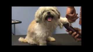 How to Groom a Grouchy Shih Tzu  Part 1 [upl. by Aral]