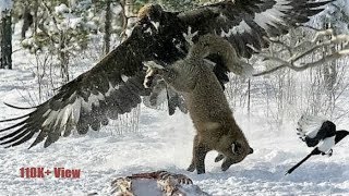 Top 10 Largest and Biggest Eagles In Our World [upl. by Airt106]