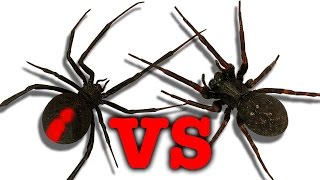 Redback Spider Vs Black House Spider Touch Taste Kill [upl. by Skiba]