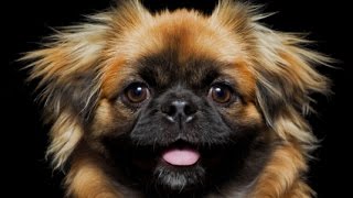 PEKINGESE BARKING  PEKINGESE HOWLING AND BARKING COMPILATION 2016 [upl. by Eadith]