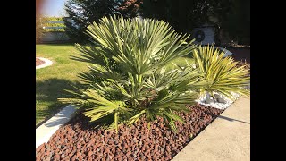 chamaerops humilis vulcano palmier nain [upl. by Zak]