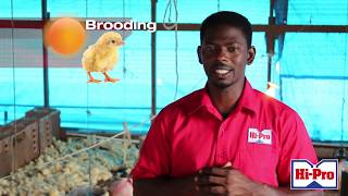 Raising Broiler chicks Setup and brooding area [upl. by Collins]