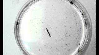 Flatworm Observations planaria [upl. by Aleil184]