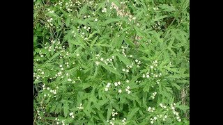 Parthenium [upl. by Kenna]