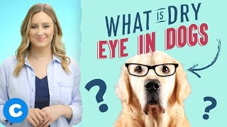 Dry Eye in Dogs and What You Can Do [upl. by Lund444]