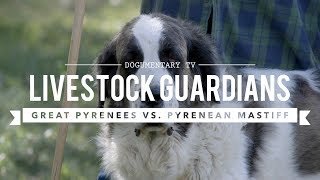 LIVESTOCK GUARDIANS GREAT PYRENEES AND PYRENEAN MASTIFFS [upl. by Ayet]