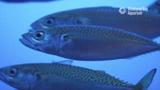 This Video Is Wholly Mackerel Mesmerizing Pacific Mackerel at Monterey Bay Aquarium [upl. by Reinertson]