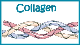 Collagen  Structure classification biosynthesis and clinical importance [upl. by Arracahs15]