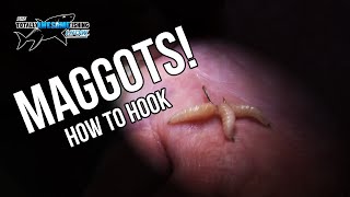 How to hook Maggots  TAFishing [upl. by Meter]