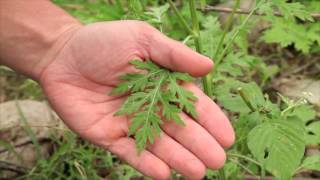 Parthenium Weed  NIWAC information clip [upl. by Madonna392]