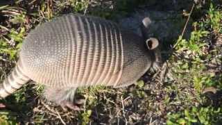 Curious armadillo jumps when poked [upl. by Ciro]