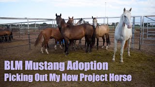 BLM MUSTANG ADOPTION  Picking Out My New Project Horse [upl. by Awra]