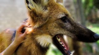 Hanging out with a rescued Maned Wolf Chrysocyon brachyurus [upl. by Seuqcaj]