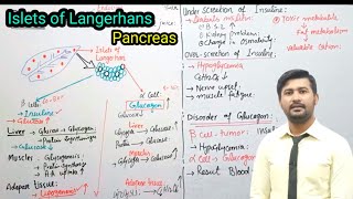 1718 Islets of Langerhan  pancreas  parathyroid glands  endocrine  Fsc 2nd year Biology [upl. by Alym]