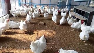 How To Start Broiler Parent Breeding Poultry Farm  Broiler Egg Production [upl. by Nnaarual]