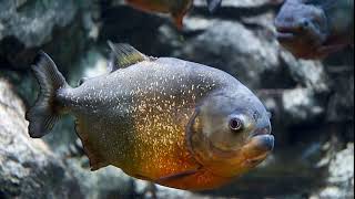 Facts The RedBellied Piranha [upl. by Nuahsyd]