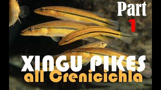 Pike cichlids Crenicichla guide to all the species from the Rio XIngu in nature and the aquarium [upl. by Gnilyam]