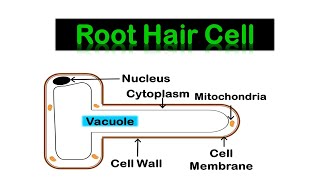 ROOT HAIR CELL amp Transport in plants [upl. by Osbourne]