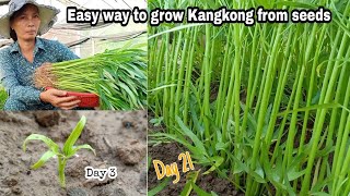 Easy ways to grow Kangkung from seeds  growing water convolvulus by NY SOKHOM [upl. by Cori710]