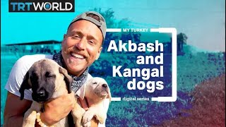 My Turkey Native dog breeds Kangal and Akbash [upl. by Aeikan]