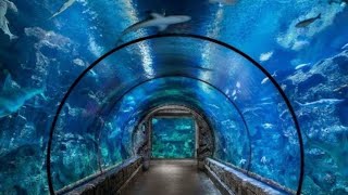 LAS VEGAS Shark Reef Aquarium Mandalay Bay MGM Resorts Cinematic Walk Through Fish Baby Sting Rays [upl. by Nylteak]