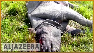 🦏 🇮🇳 Kaziranga park fights to save Indias endangered onehorned rhino  Al Jazeera English [upl. by Naarah]