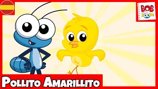 Pollito Amarillito  Bob Zoom  Español [upl. by Hathcock932]