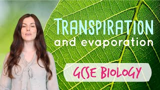 TRANSPIRATION GCSE Biology 91  Combined Sci Revision amp Questions [upl. by Divan]