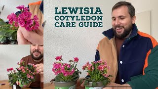 Lewisia Cotyledon Care Guide [upl. by Navlys865]