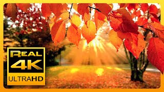 4K Autumn Forest amp Relaxing Piano Music  Beautiful Fall Leaf Colors in 4K UHD  2 Hours [upl. by Nairb]