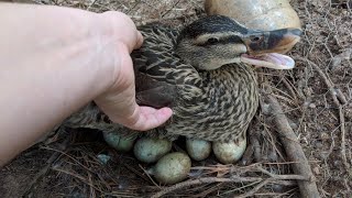 Duck Eggs Hatching  Duck Harvesting Eggs to Chicks [upl. by Ardnama]