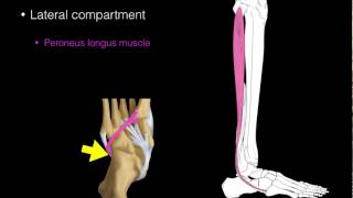 Lateral compartment leg muscles [upl. by Douty]