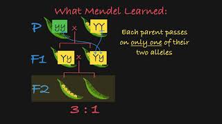 Mendels P F1 and F2 Generations Explained [upl. by Yehudi617]