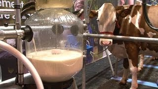 Le concours de la traite des vaches au Salon de lagriculture [upl. by Enyledam]