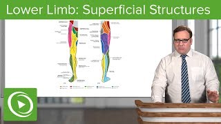 Lower Limb Superficial Structures amp Cutaneous Innervations – Anatomy  Lecturio [upl. by Tennes177]