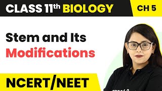 Stem and Its Modifications  Morphology of Flowering Plants  Class 11 Biology [upl. by Disario]