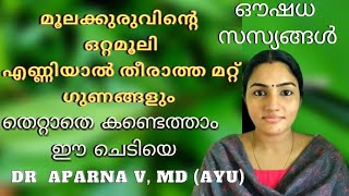 മൂലക്കുരുവിന്റെ ഒറ്റമൂലി Ayapana Medicinal Plant Malayalam Ayurvedamrutham Dr Aparna V [upl. by Halilak739]