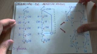 Ciclación de monosacáridos [upl. by Ellekcir]