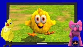 El Pollito Amarillito  Las canciones de la granja de zenon [upl. by Godfrey38]