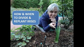 HOW TO DIVIDE AND REPLANT IRIS  HOW AND WHEN TO DIVIDE AND REPLANT BEARDED IRIS [upl. by Sidonie]