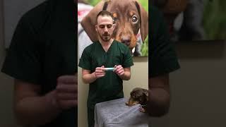 How to put in your pet’s eye ointment [upl. by Daniele]