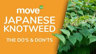 Japanese Knotweed  HELP [upl. by Nniroc]