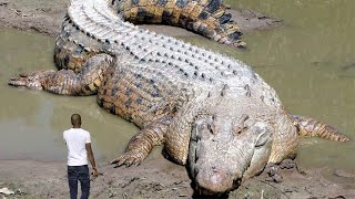 10 Largest Reptiles in the World Crocodiles and Turtles [upl. by Medeah]