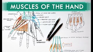 Muscles of the Hand  Origin Insertion Nerve Supply  Anatomy Tutorial [upl. by Idmann]