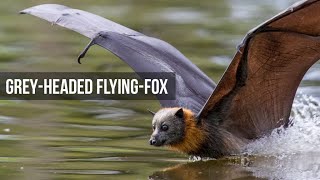 Grey Headed Flying Foxes  Slowmotion and dipping behaviour [upl. by Ezar]