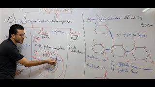 الفرقة الاولى كربوهيدرات 6 دكتور إبراهيم الحسيني polysaccharides 2020 [upl. by Norra]