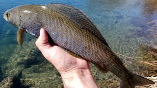 Fly Fishing a Pristine Stream for Wild Arctic Grayling in ALASKA [upl. by Egief]