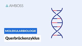 Querbrückenzyklus  Biochemie  Physiologie  AMBOSS Video [upl. by Bohon]