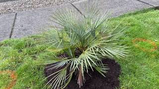 It’s ok to transplant Chamaerops humilis [upl. by Irmine713]