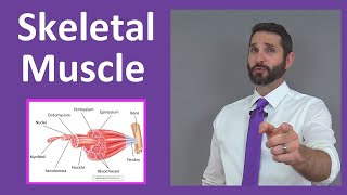 Skeletal Muscle Tissue Contraction Sarcomere Myofibril Anatomy Myology [upl. by Dirtsa]